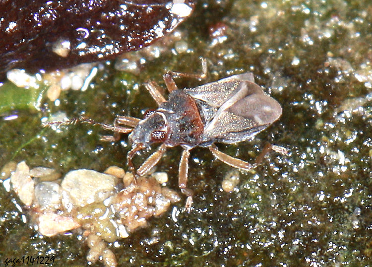 ���� Hebrus sp.