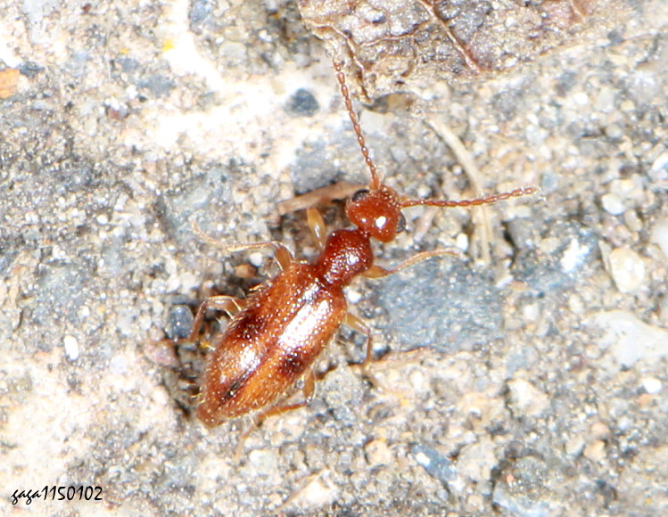 蟻形蟲屬 Anthicus sp. 