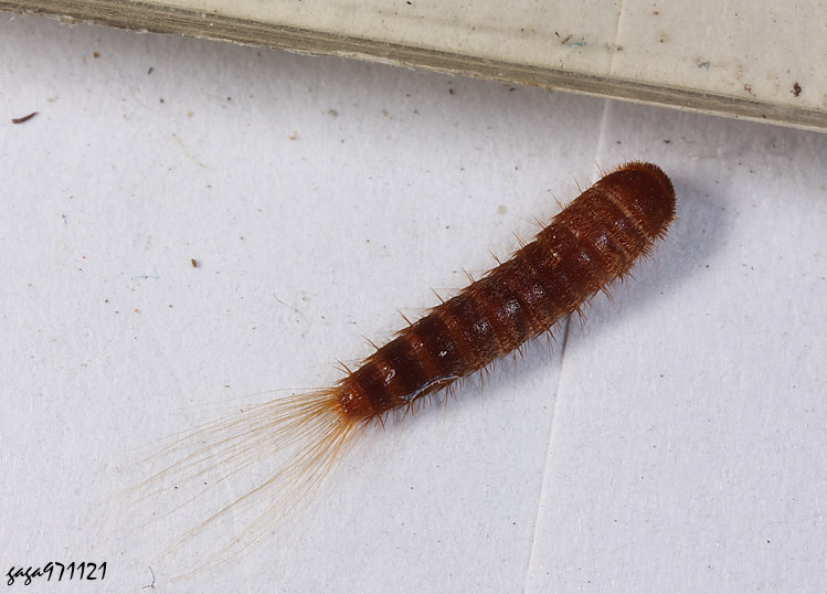 ������� Attagenus sp.