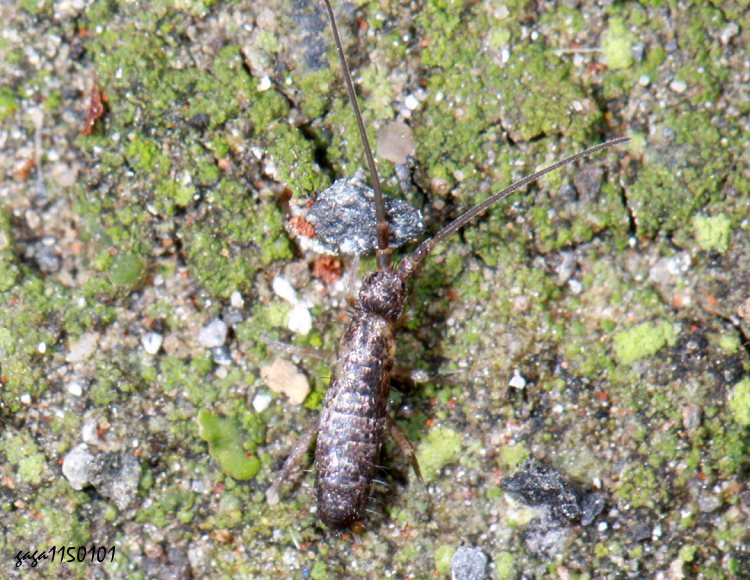 �����Tomocerus sp.&nbsp;