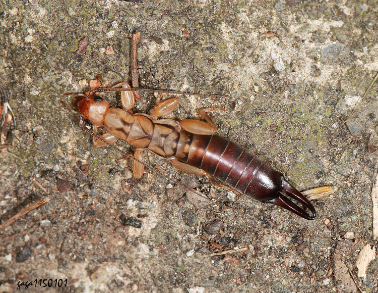 ����螋 Cranopygia sp.