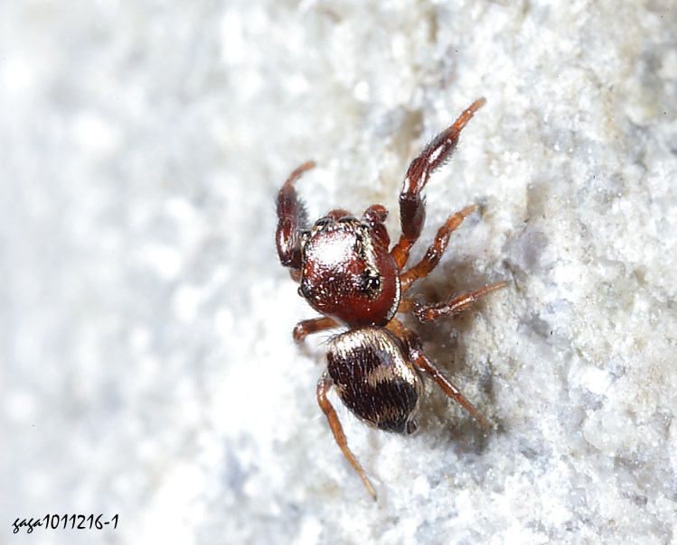 �t�����Y�� Sibianor pullus