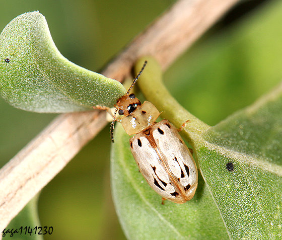 �Q�K���G�����έ���