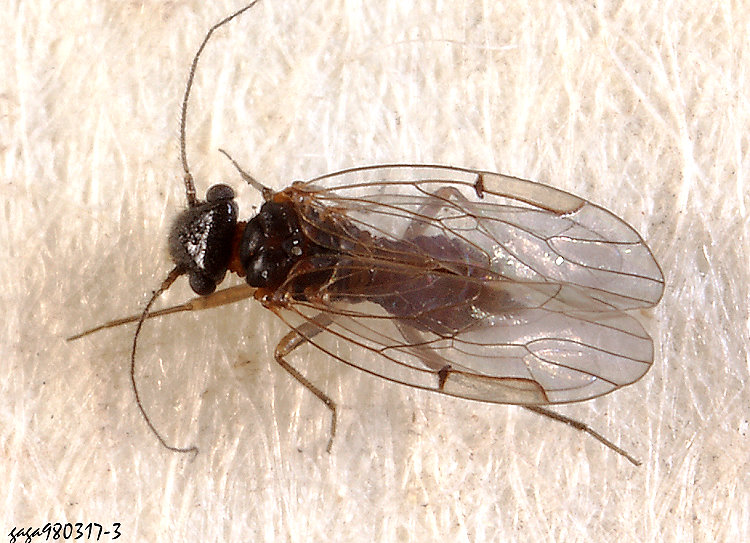 廣穀嚙蟲Lachesilla pedicularia