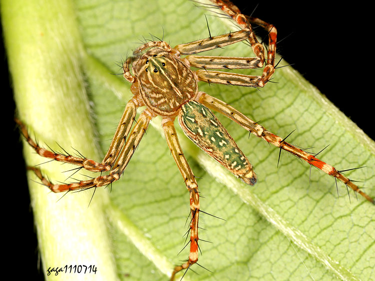 �H�Τ��ߵ� Hamadruas 