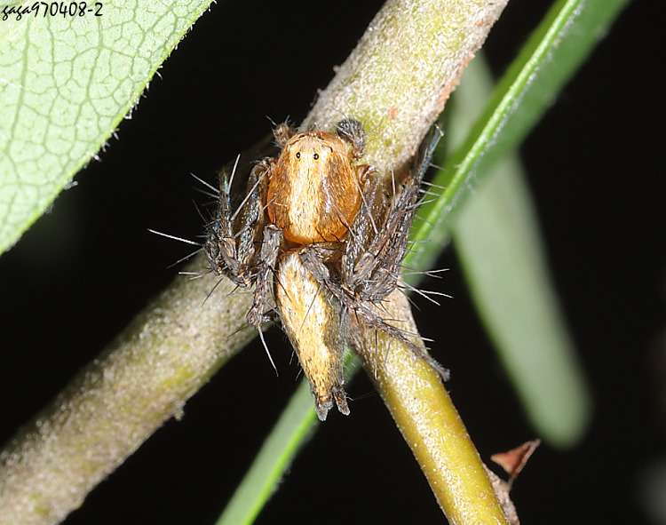 �ߦն��Y�ߵ�Hamataliwa leporauris 