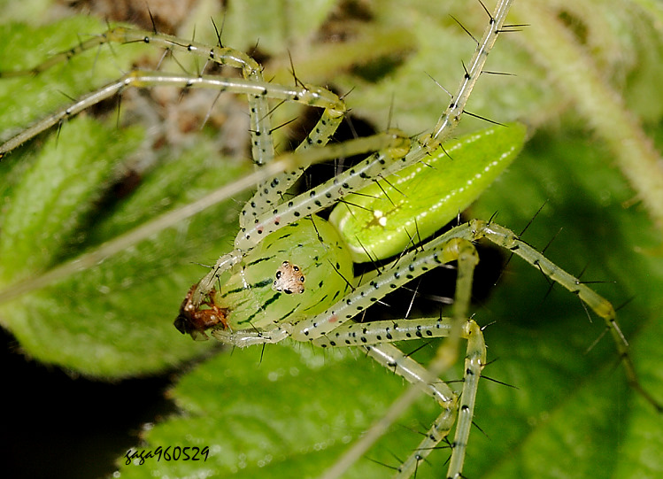 台灣綠貓蛛 Peucetis formosensis 