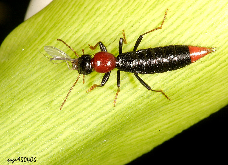 ���ݥ�������&nbsp;Paederus virgifer