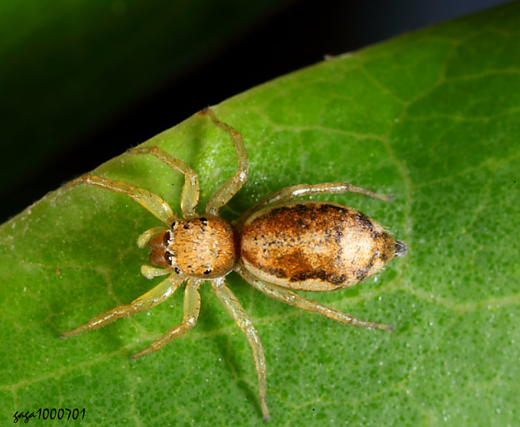 ���ڦt���� Cosmophasis lami 