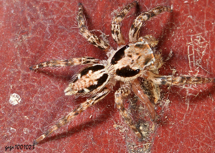 �����Ǫ� ��