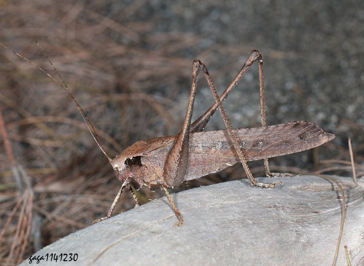 �x�W�̴� Mecopoda elongata 