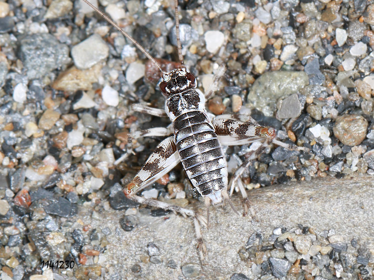 �O�W���y���� Taiwanemobius formosanus