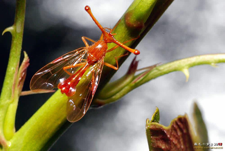 �֫ج`������&nbsp;Pelmatops fukiensis 