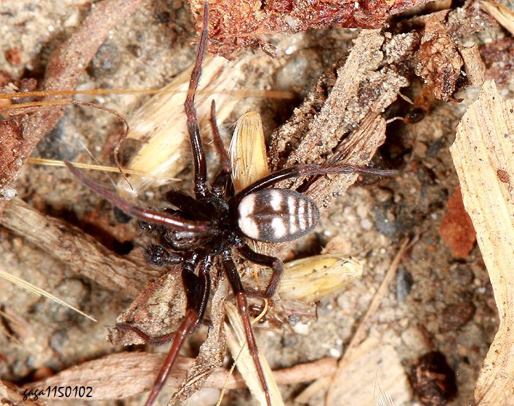 日本崖地蛛 Nurscia albofasciata