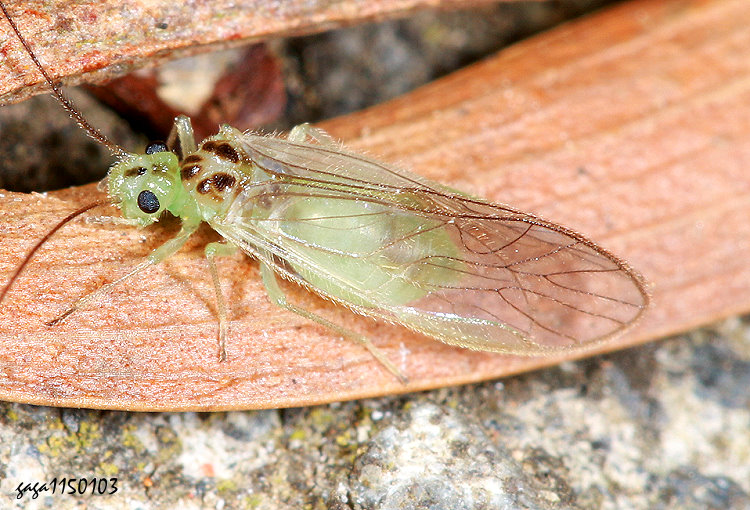狹嚙蟲屬 Stenopsocus sp.