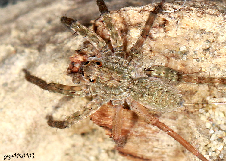 沙地豹蛛 Pardosa takahashii