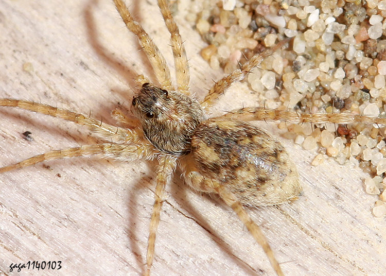 蘇門答臘豹蛛 Pardosa sumatrana