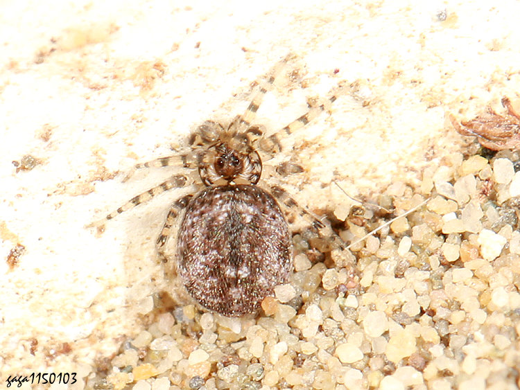 環腳埃蛛 Oecobius annulipes