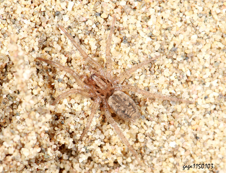 羽状奔蛛 Berlandina plumalis