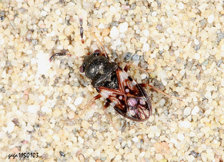 �ʨ����� Appolonius crassus