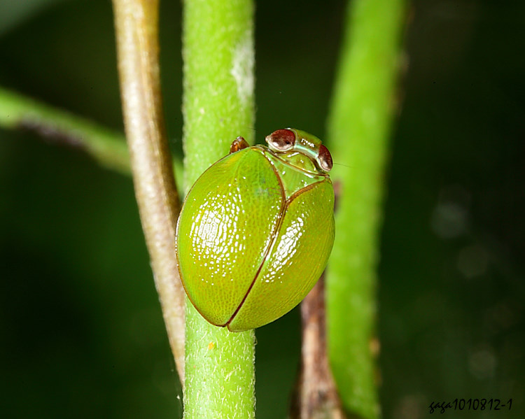¿��ꭸ���� Gnezdilovius  sp.  