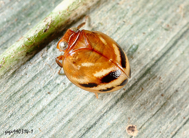 似球圓飛蝨屬 Epyhemisphaerius tappanus 