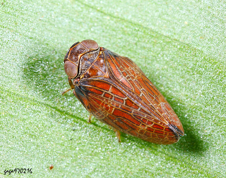 �T��ꭸ���� Chlamydopteryx sp.