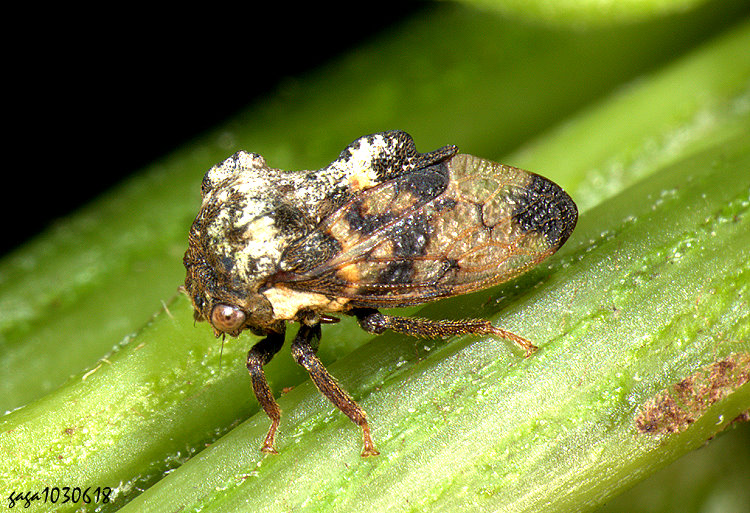 �ʿ����� Pantaleon bufo