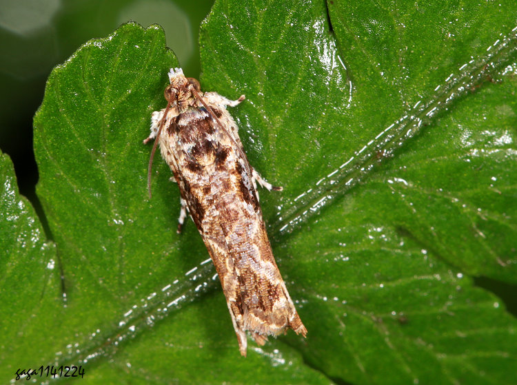 ������Tortricidae