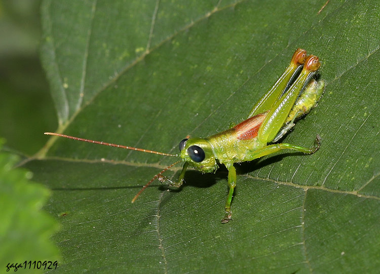 �����s�{�� Longzhouacris annulicornis