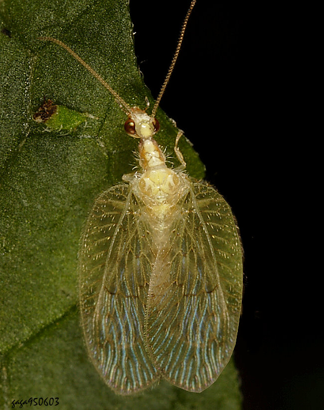 ��ųM�� Notiobiella ochracea