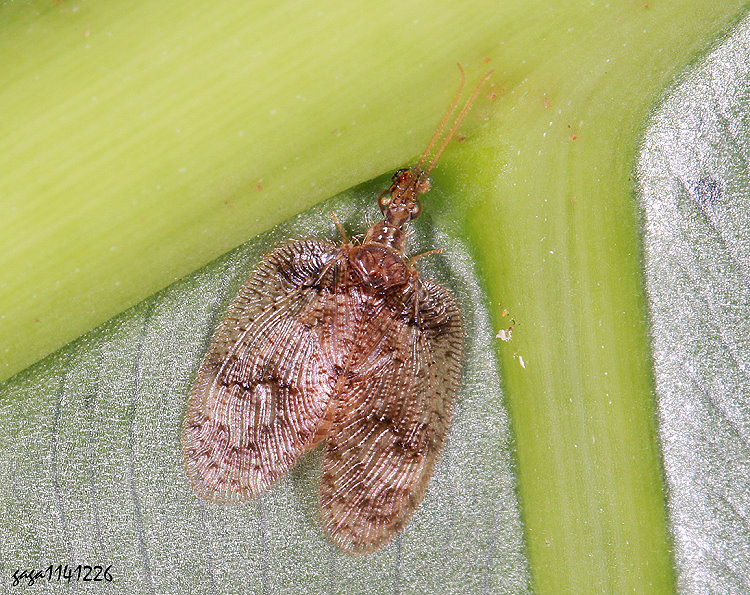 ���޽ųM Psectra iniqua 