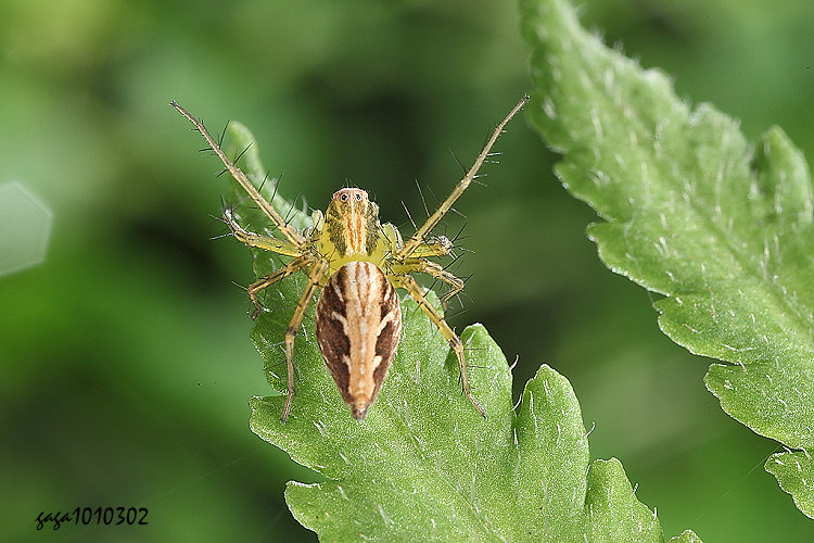 �٧οߵ� Oxyopes hasta