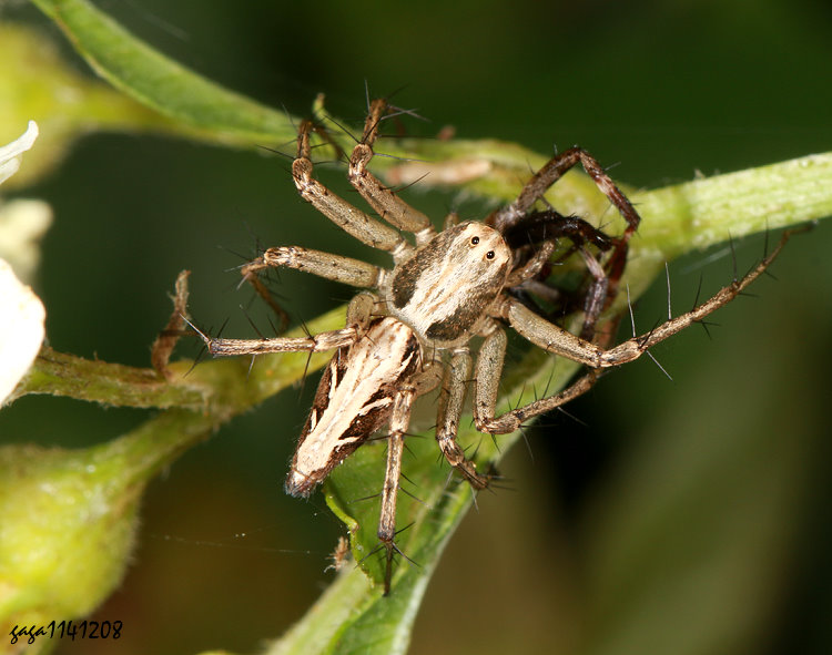 &nbsp;�O�W�ߵ� Oxyopes taiwanensis 