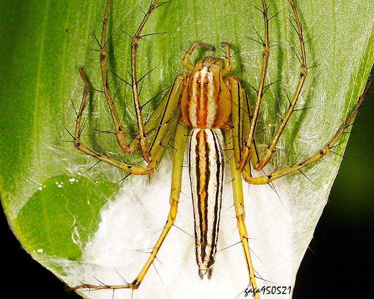 �ާοߵ� Oxyopes sushilae