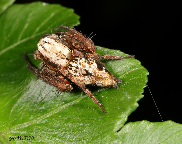 �W�۶��Y�ߵ� Hamataliwa foveata