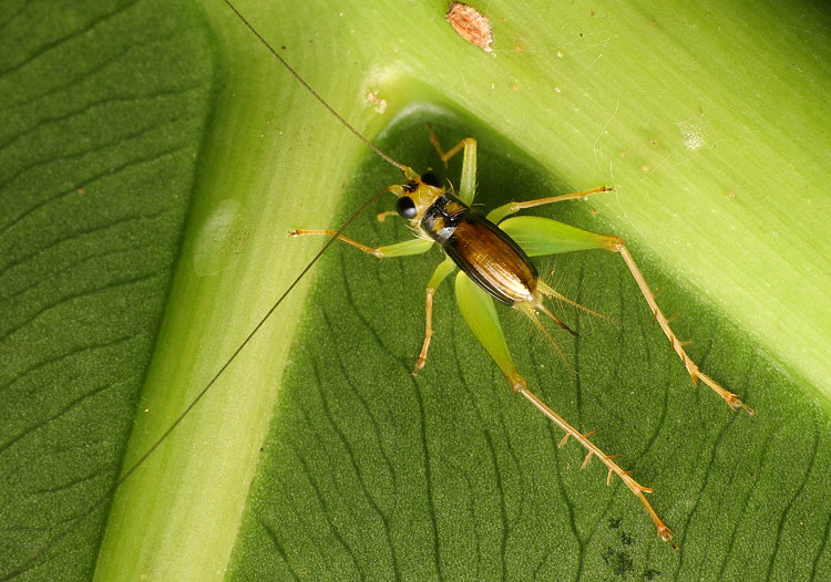 ���M���� Anaxipha  sp.  