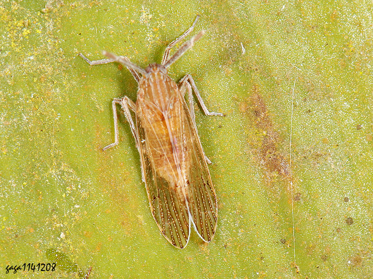 巨角飛蝨 Purohita taiwanensis