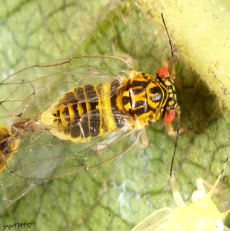 ��콾&nbsp;Paurocephala sauteri