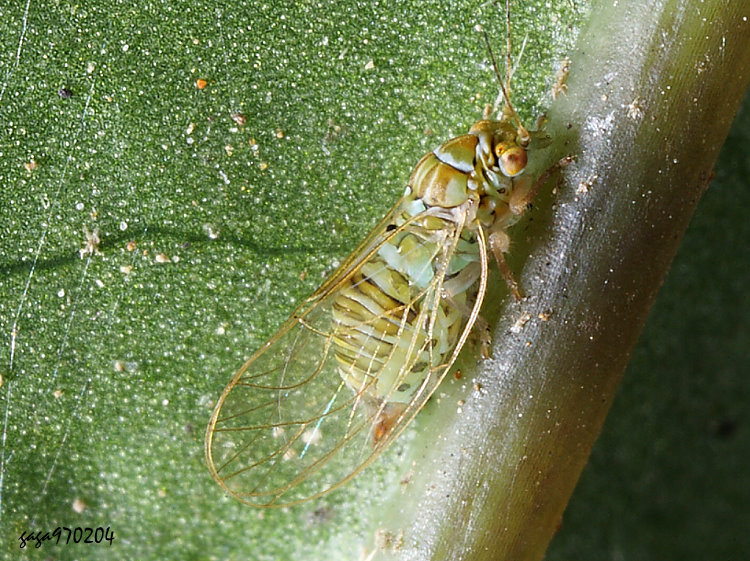 ������콾 Cacopsylla chinensis