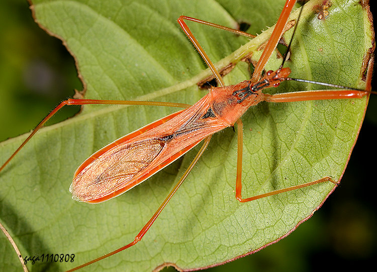 �¨����y�϶H Endochus nigricornis