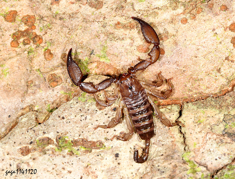 澳洲鍊蠍  Liocheles australasiae