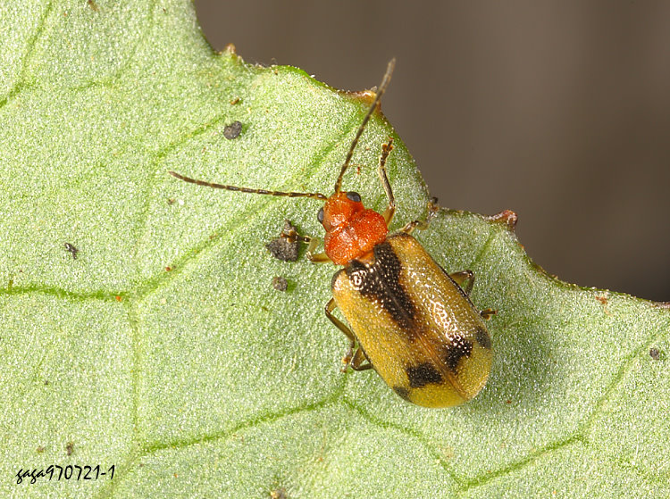 �դ���ê����� Pyrrhalta shirozui 