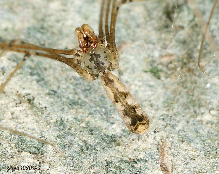 星斑幽靈蛛 Pholcus spilis 