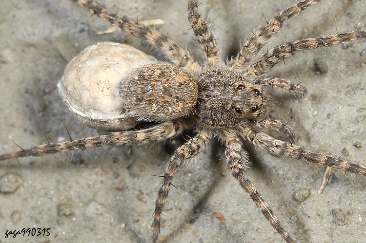 豹蛛屬 Pardosa sp.