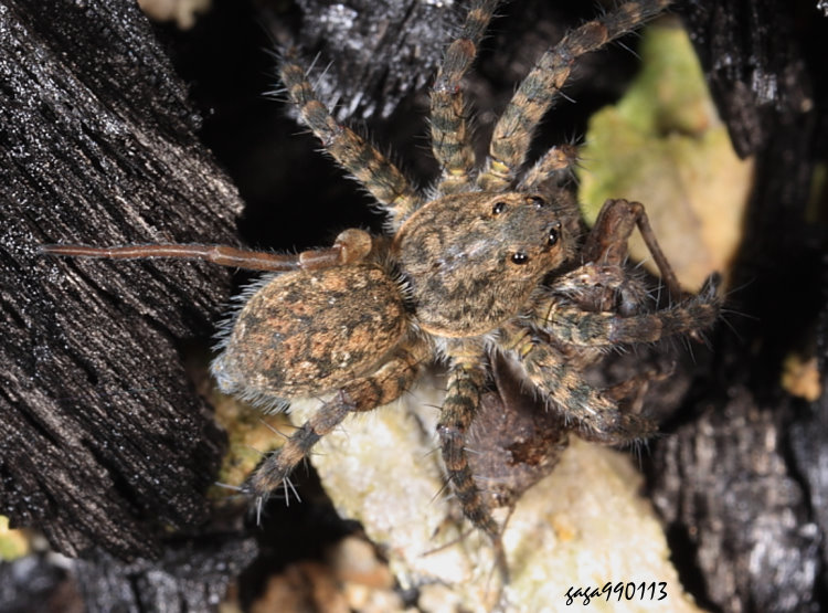 蘇門答臘豹蛛 Pardosa sumatrana