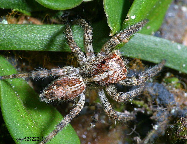 �ű����Ǫ� Plexippus paykulli