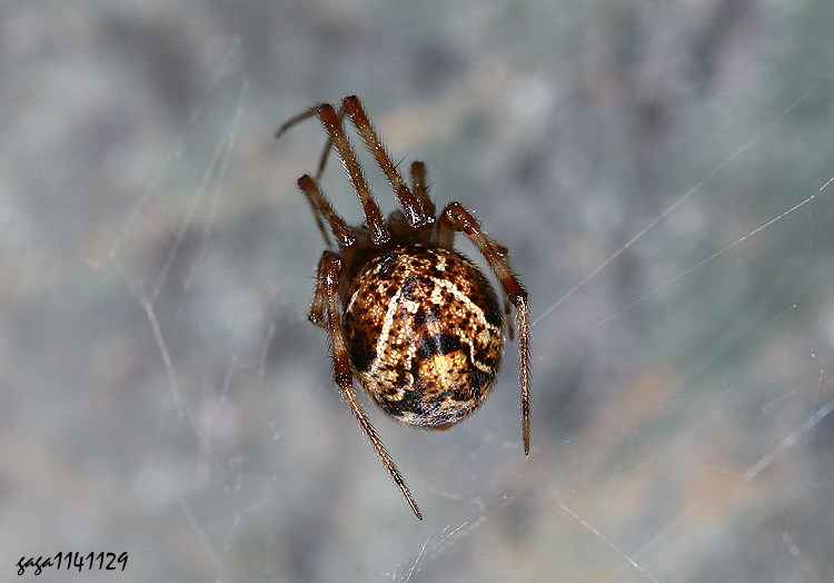 大姬蛛 Parasteatoda tepidariorum 
