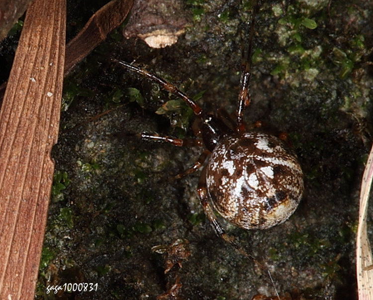 �[�y���θ��� Parasteatoda ryukyu 