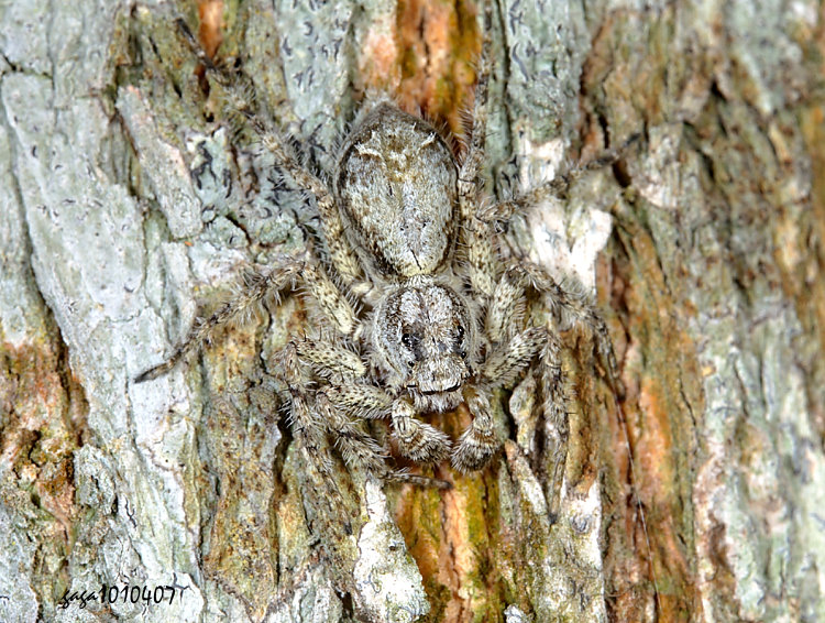 ���ө��� Phaeacius malayensis 